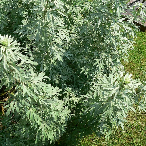 Ajenjo (Artemisia absinthium)