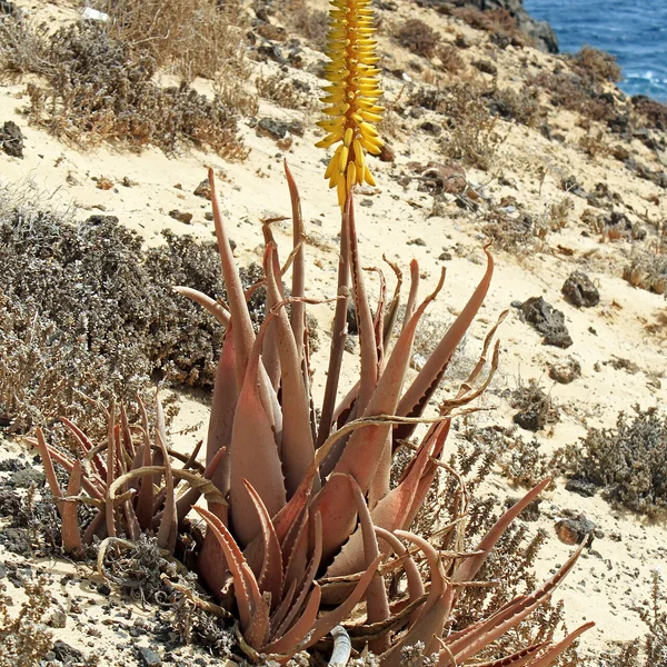 Aloe vera