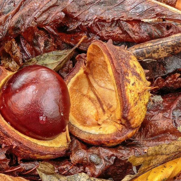 Castaño de Indias