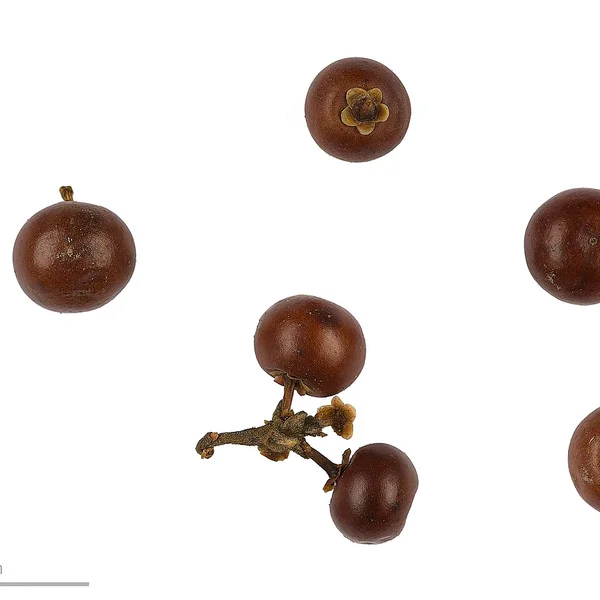 Hojas de gayuba (Arctostaphylos uva-ursi)