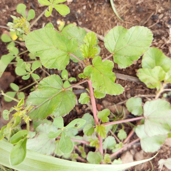 Punarnava