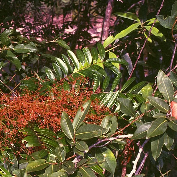 Tongkat Ali (Eurycoma longifolia)